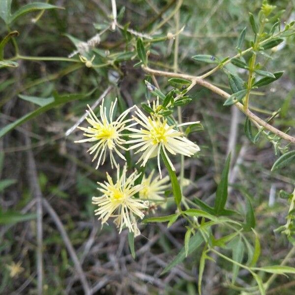 Clematis campestris Flower