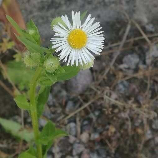 Erigeron annuus Цвят