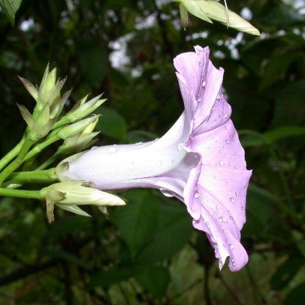 Ipomoea tiliacea Flors