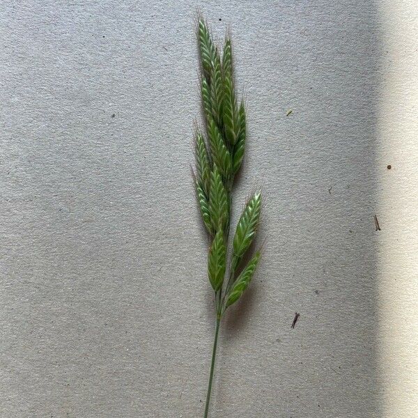 Bromus hordeaceus Fruto