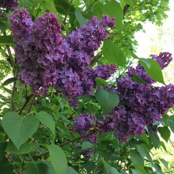 Syringa vulgaris Flower