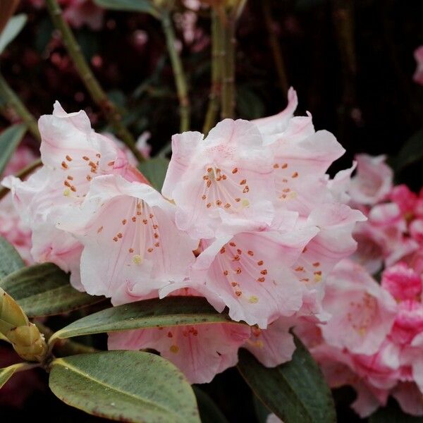 Rhododendron insigne Flor