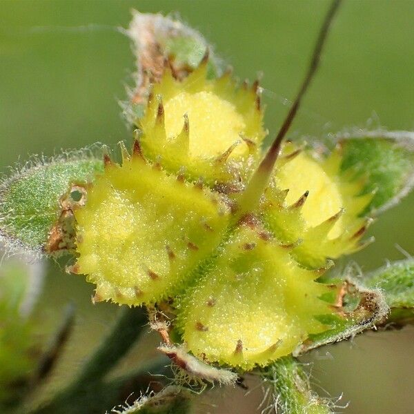 Decalepidanthus echioides Fruit