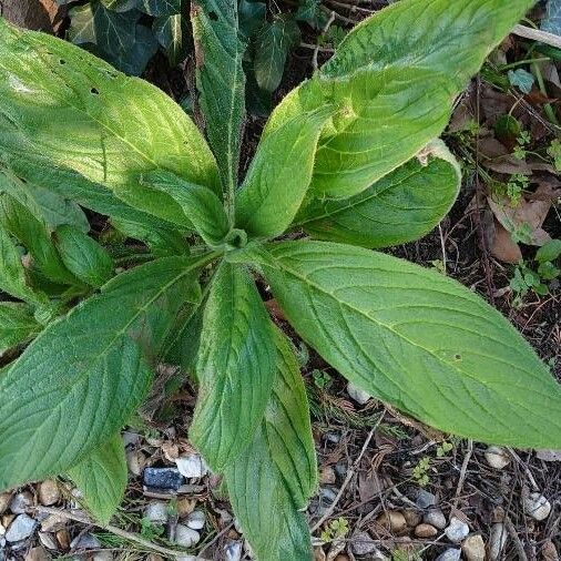 Echium plantagineum Lehti