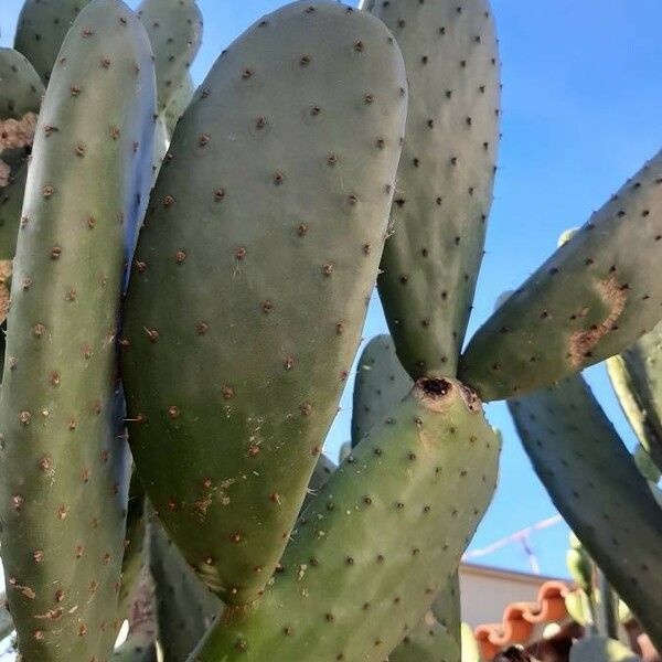 Opuntia ficus-indica Листок