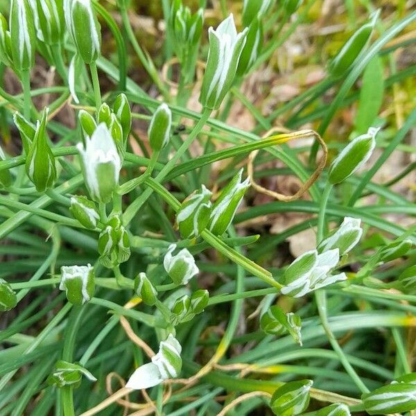 Ornithogalum divergens Buveinė