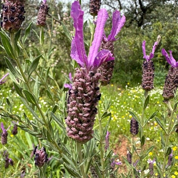 Lavandula stoechas Flor