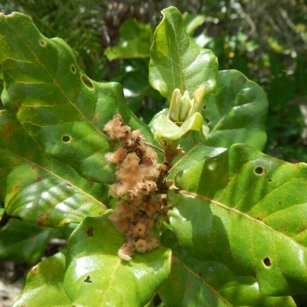 Codia xerophila Blüte