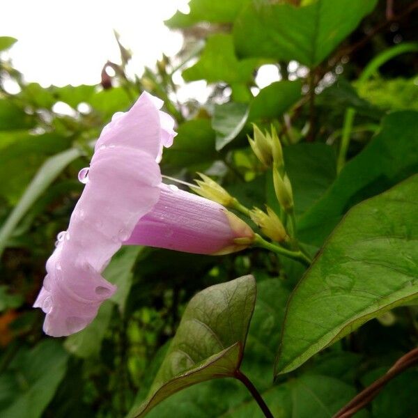 Ipomoea tiliacea Kvet