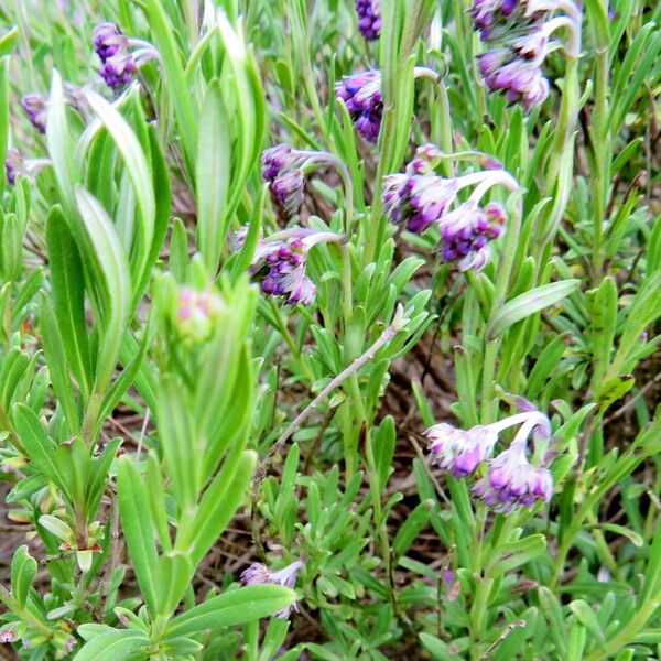 Moltkia petraea Flower