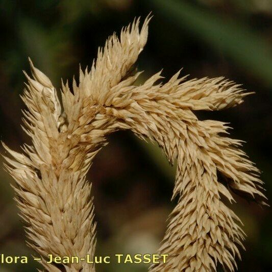 Phleum phleoides Flower