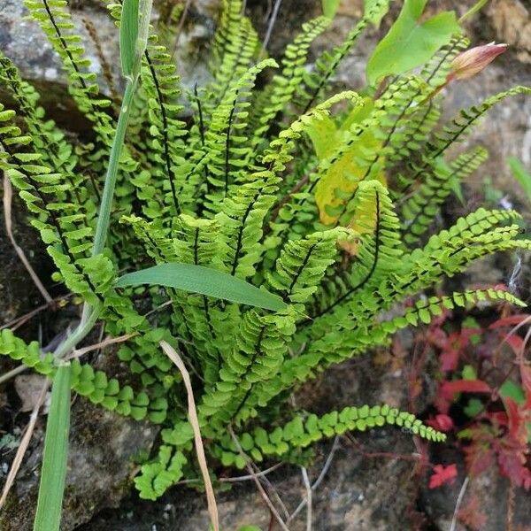 Asplenium trichomanes 叶