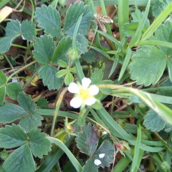 Potentilla pedata Flor