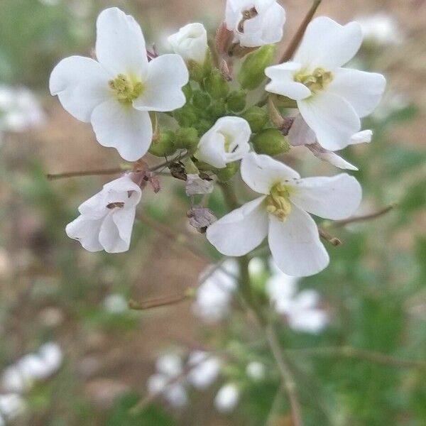 Diplotaxis erucoides Flor