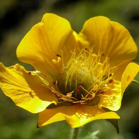 Geum pyrenaicum 花