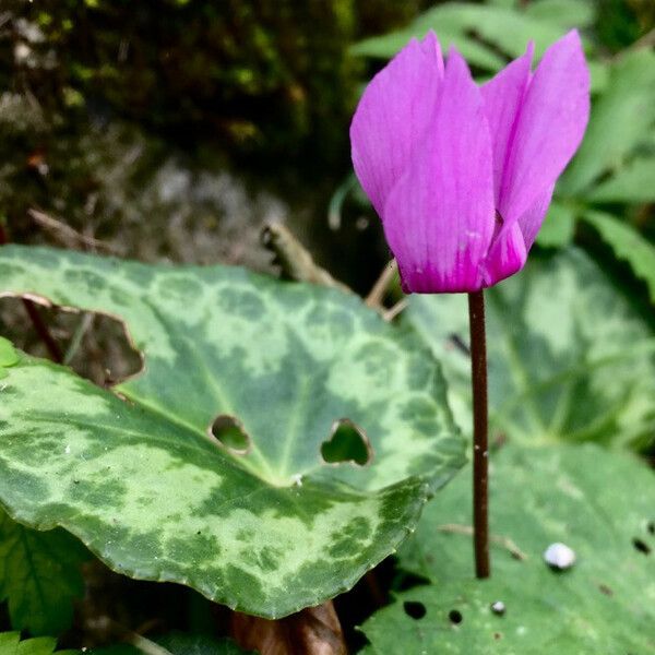 Cyclamen purpurascens Blomst