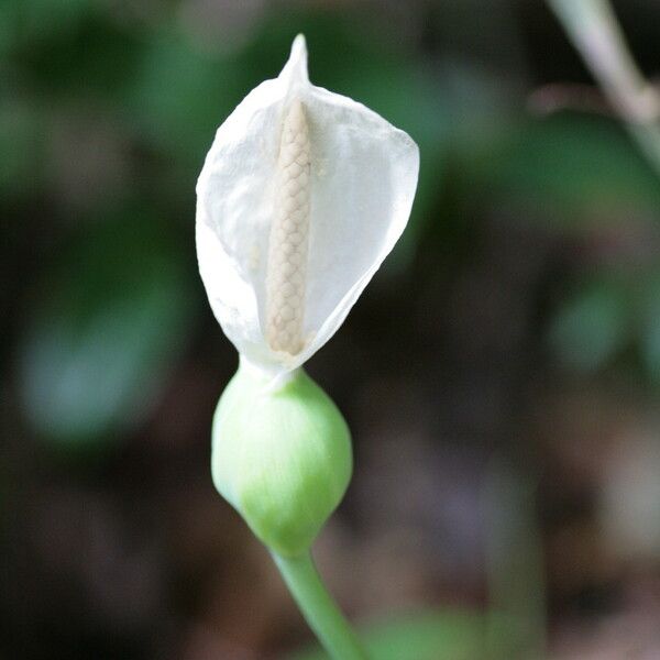 Philodendron squamiferum Кветка