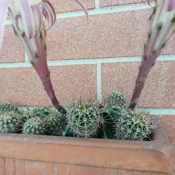 Echinopsis oxygona Feuille