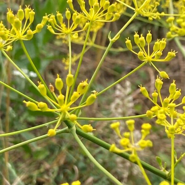 Opopanax chironium 花