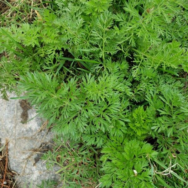 Artemisia annua Levél