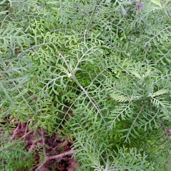 Lavandula multifida Lehti