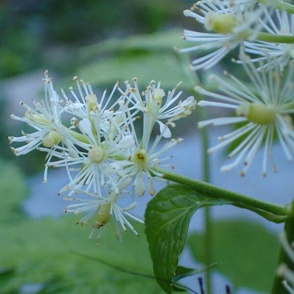 Actaea spicata Flower