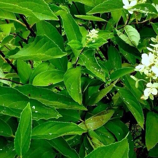 Hydrangea paniculata Leaf