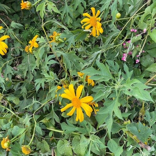 Tithonia diversifolia Flower