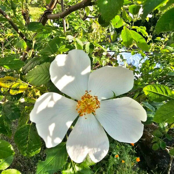 Rosa sempervirens Blomma