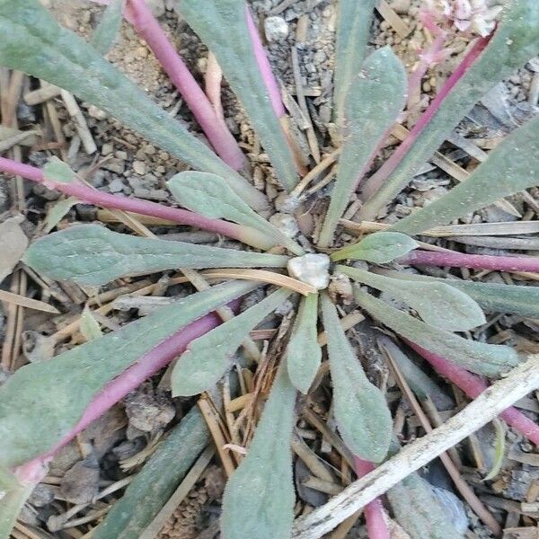 Eriogonum pyrolifolium Лист