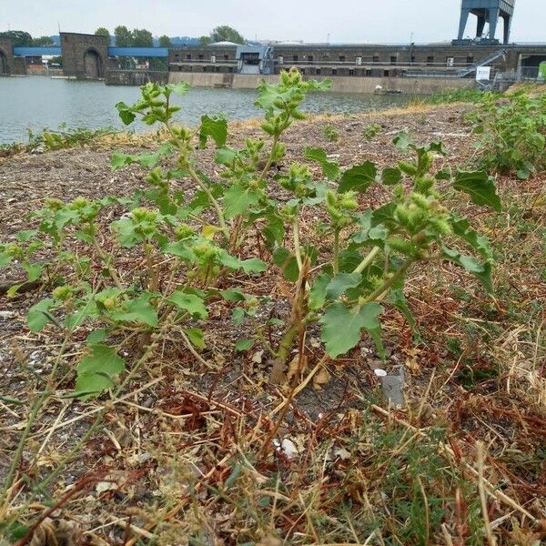 Xanthium strumarium Habit