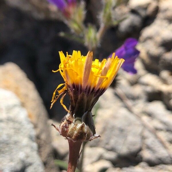 Reichardia tingitana Flor