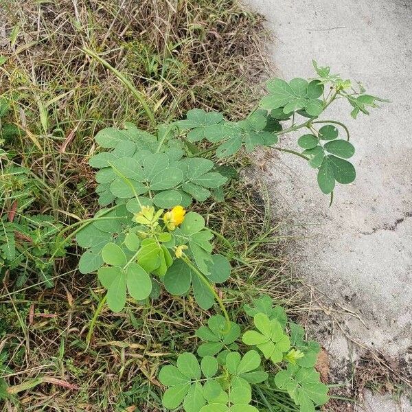 Senna obtusifolia Hábito