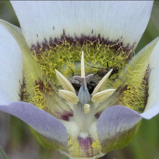 Calochortus gunnisonii 花