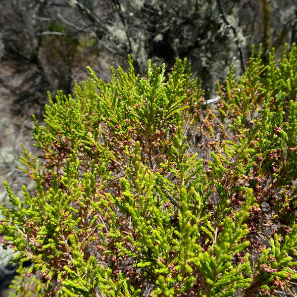 Erica mannii Frunză