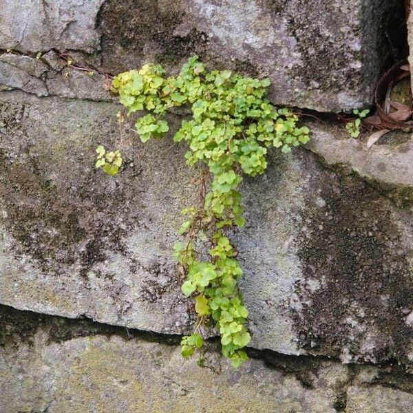 Adiantum capillus-veneris Leaf