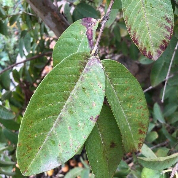 Psidium guajava Blad