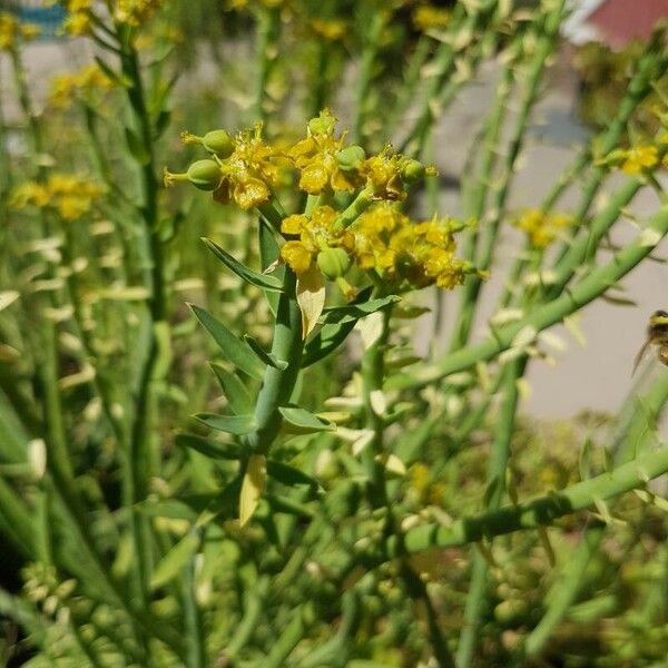 Euphorbia gossypina Flower