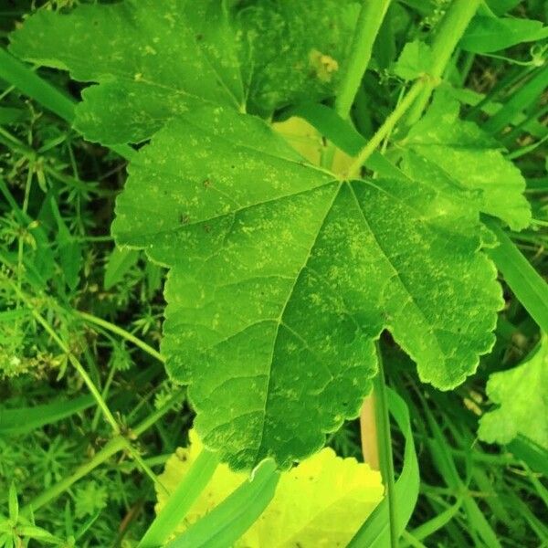 Malva thuringiaca Hoja