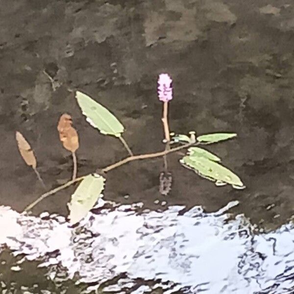 Persicaria amphibia Leaf