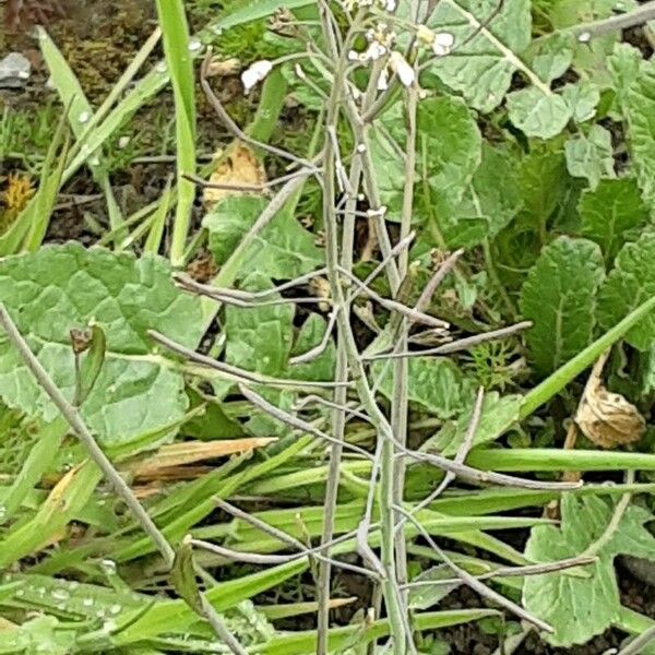 Arabidopsis thaliana 树皮