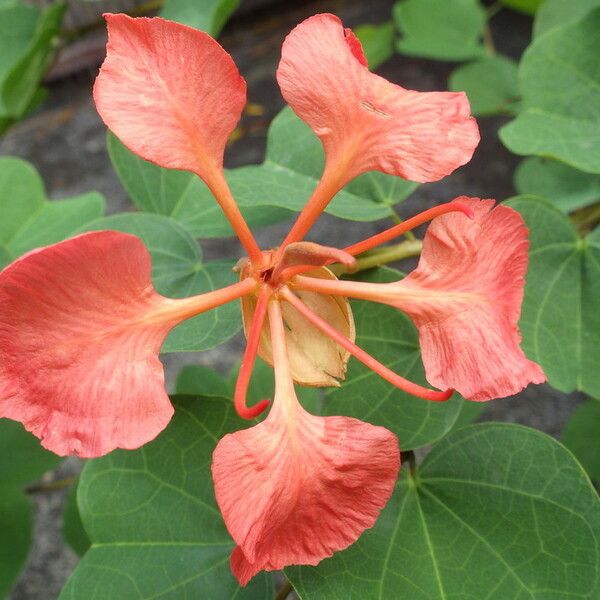 Bauhinia galpinii Flower