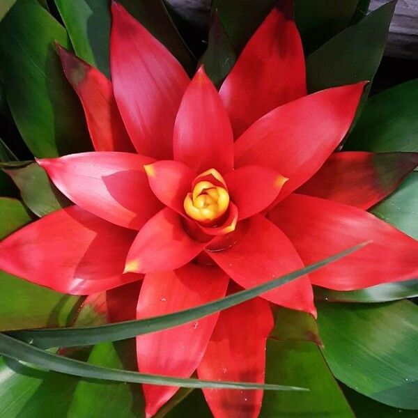 Guzmania lingulata Flors