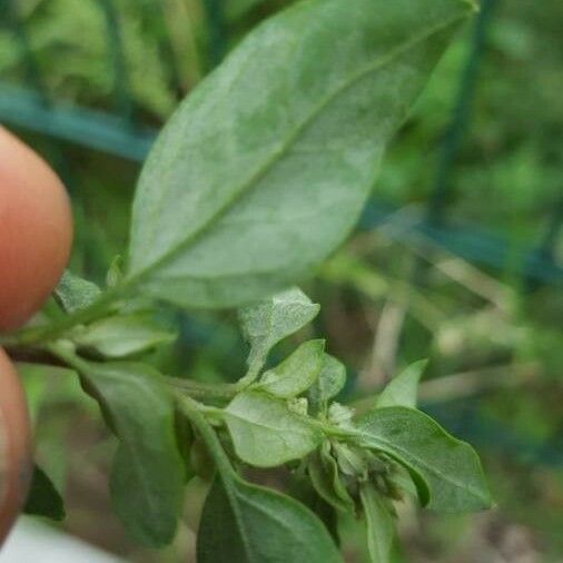 Chenopodium album Deilen