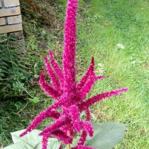 Amaranthus caudatus Flower