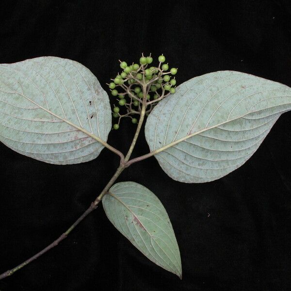 Cornus macrophylla Habitus