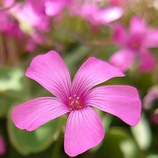 Oxalis articulata Flower