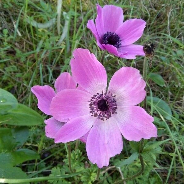 Anemone coronaria Цветок