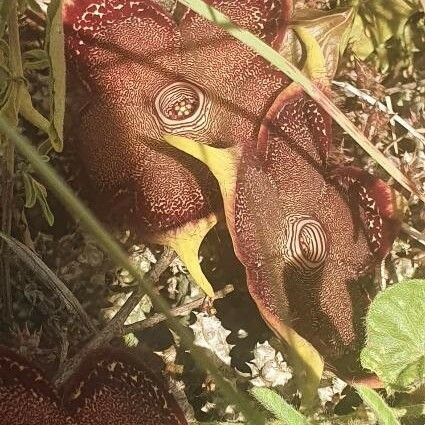 Edithcolea grandis Flor