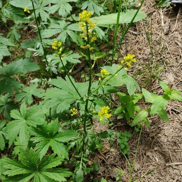 Barbarea orthoceras Fiore